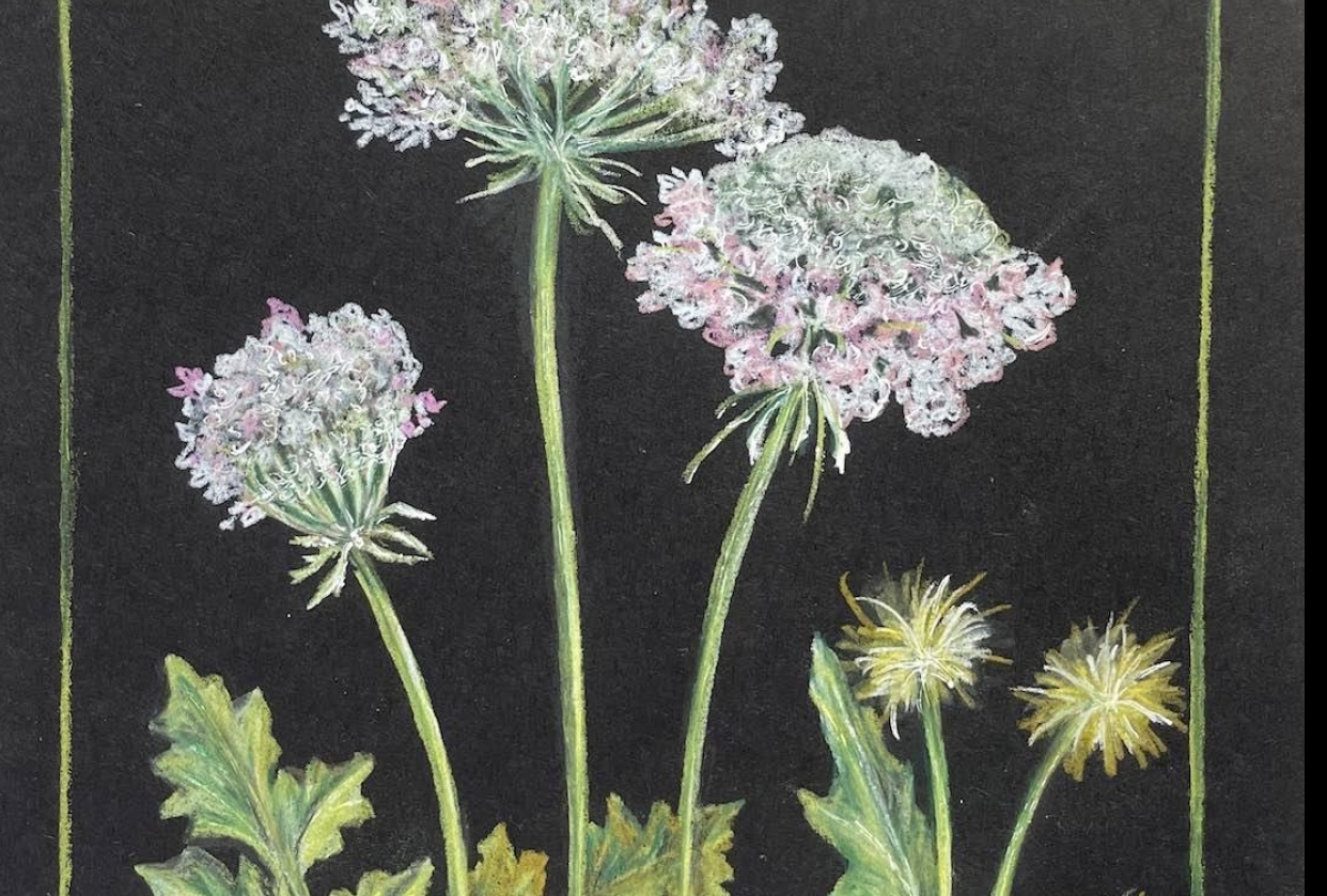Wild flowers - student project