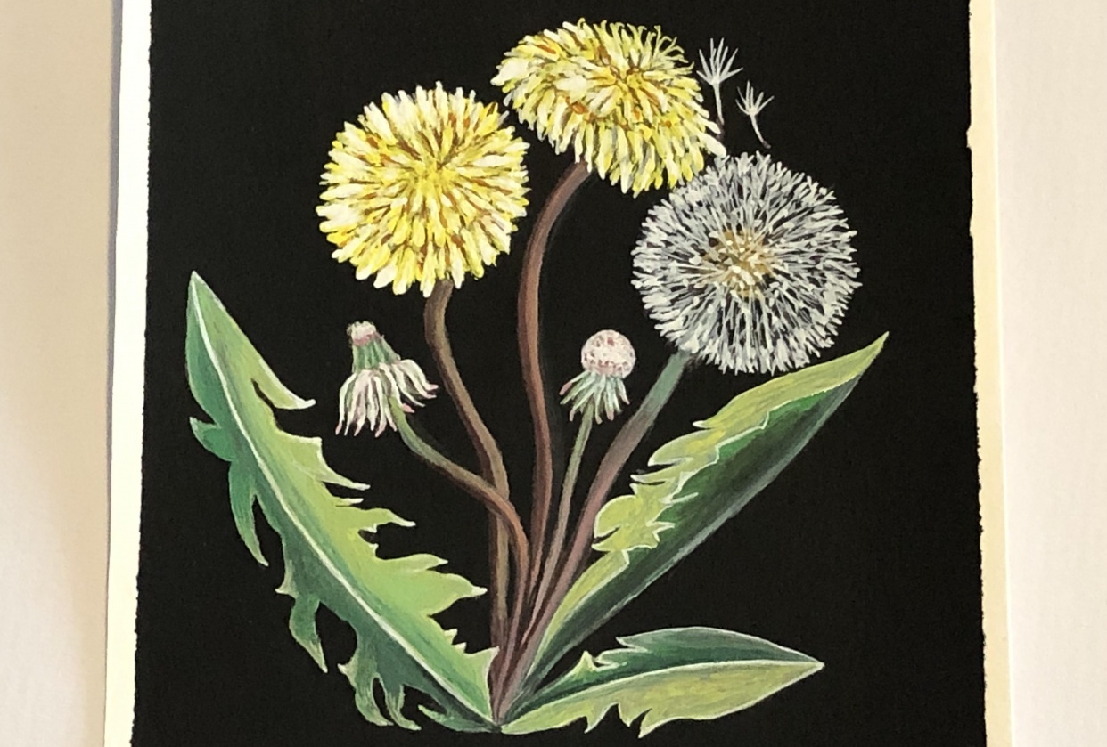 Dandelion; gouache on black gouache background - student project