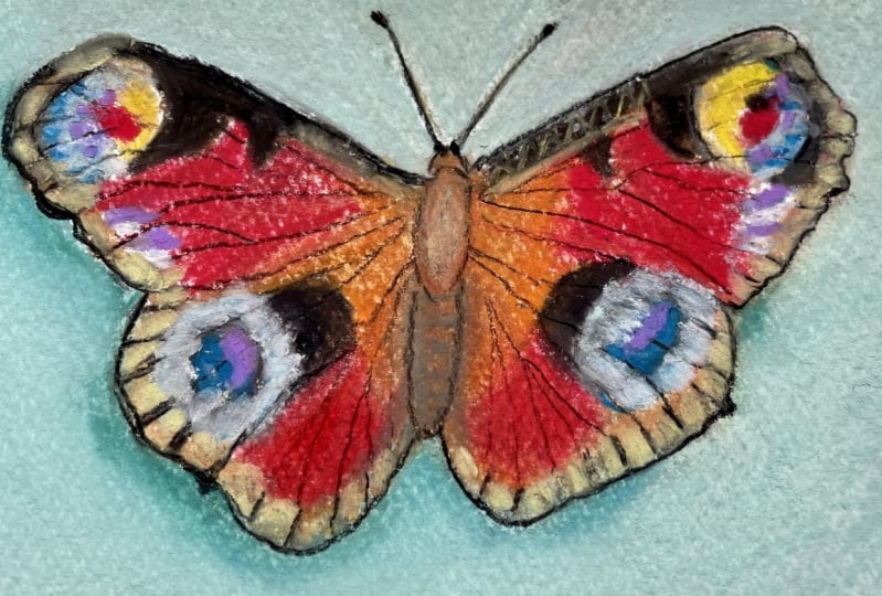 Beautiful butterfly