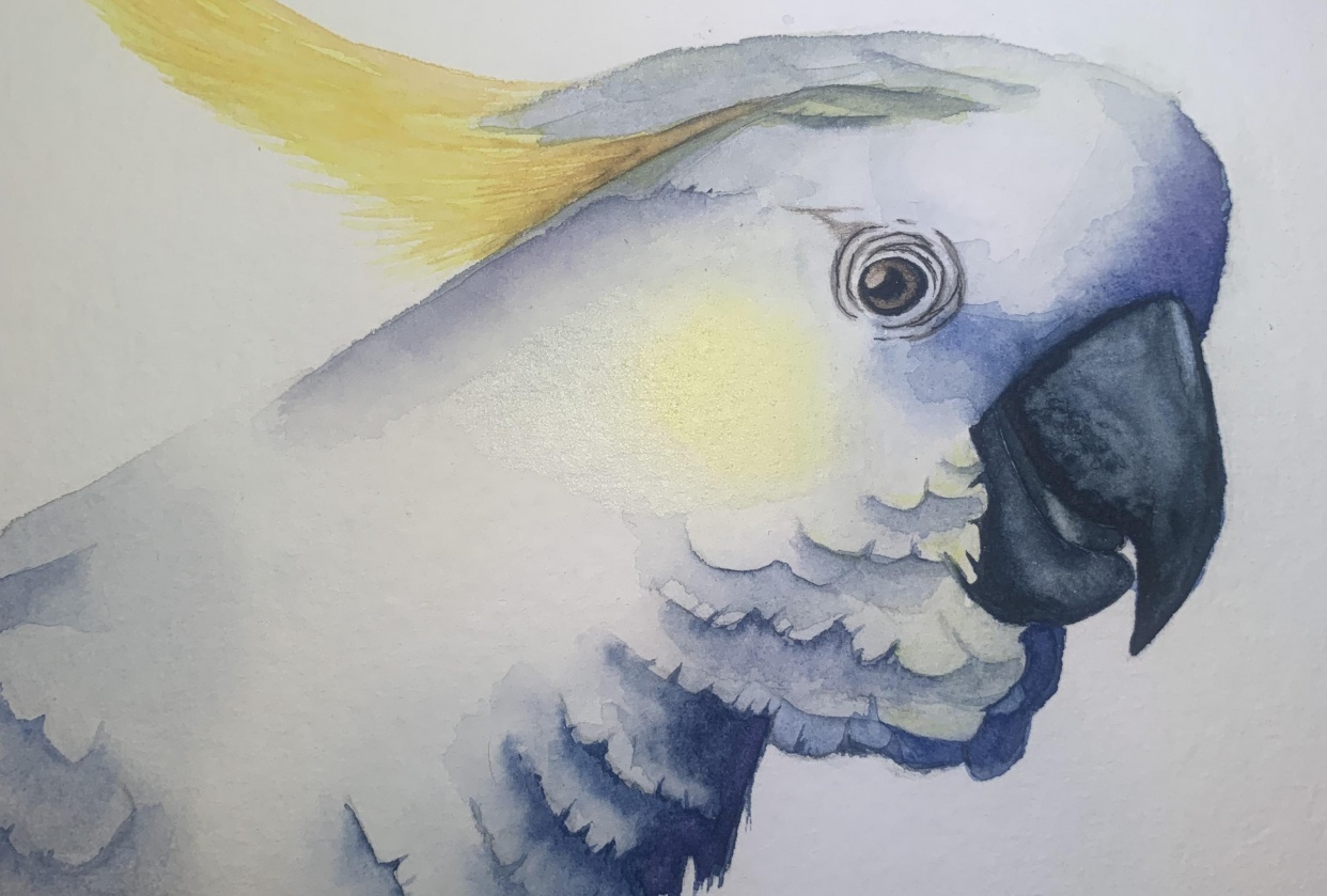 Cheeky bird - student project