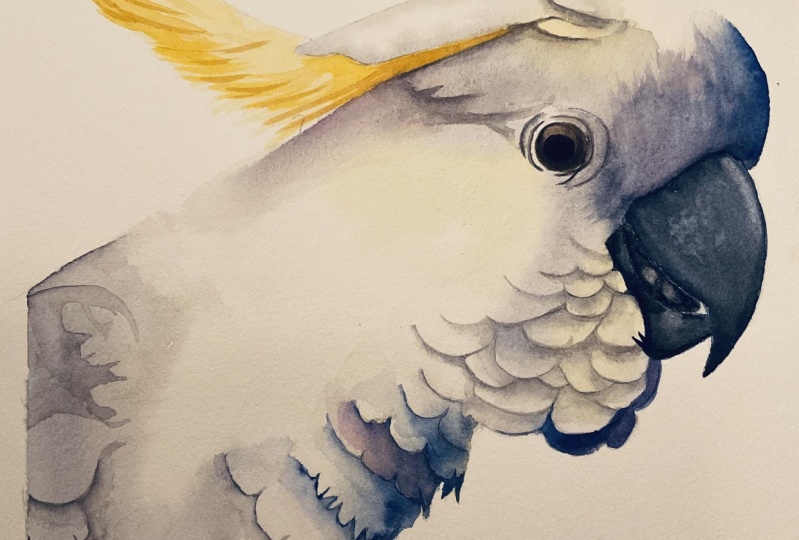 Cockatoo