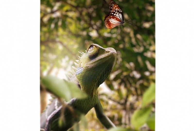 Chameleon