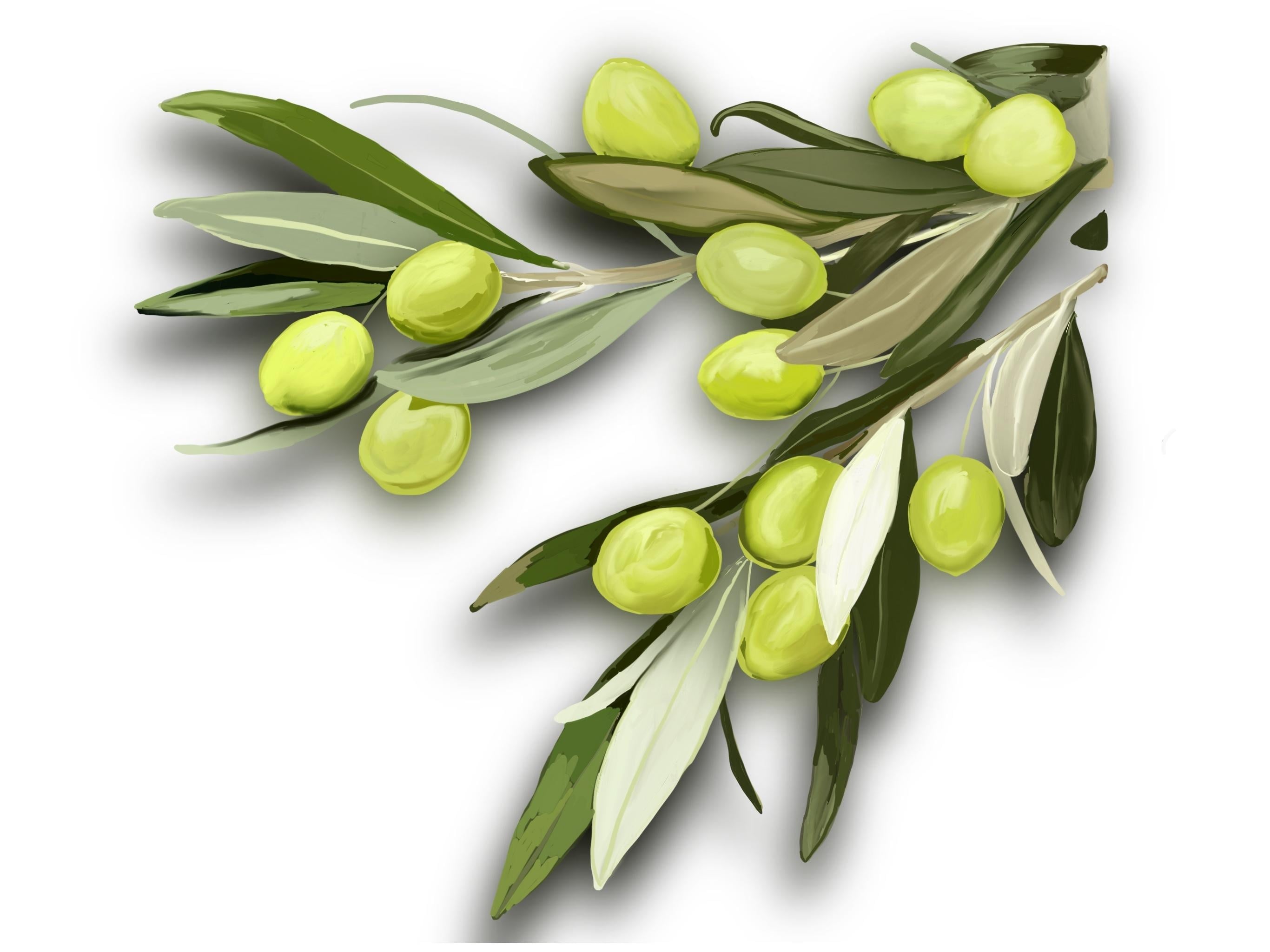 GOUACHE OLIVES - student project