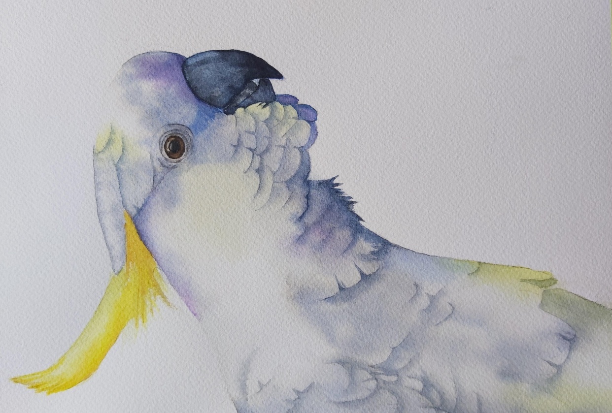 Cockatoo - student project