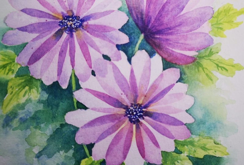 African Daisies