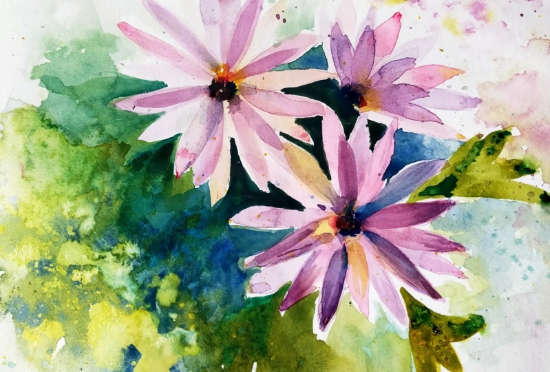 African Daisies