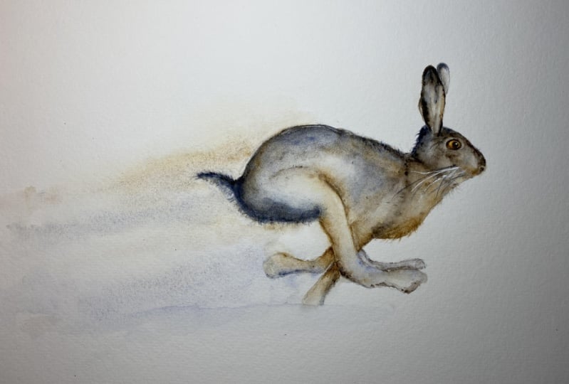 Galloping Hare