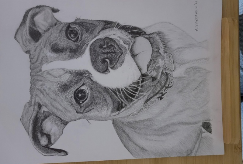 Boxer dog