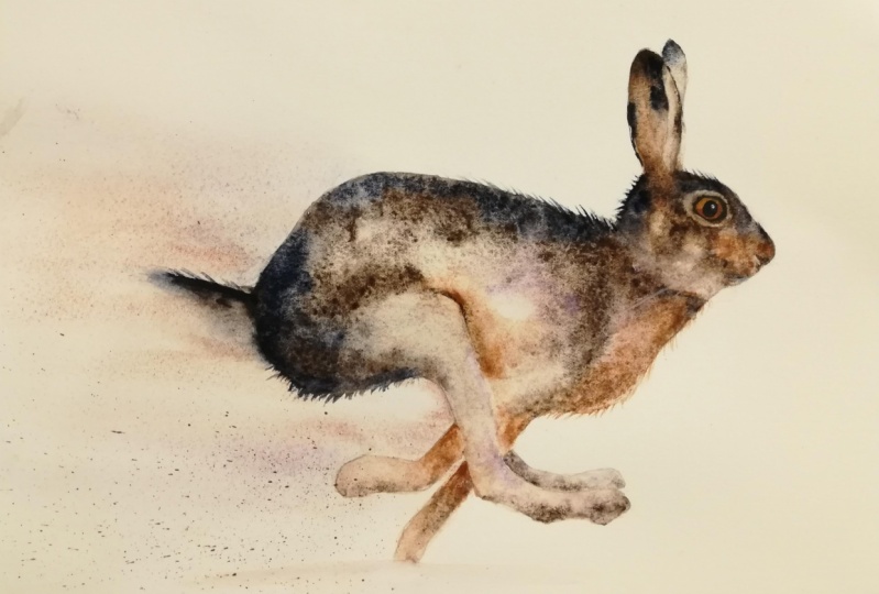 My running hare