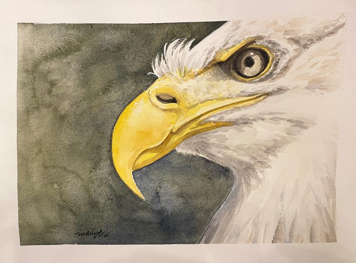 Bald eagle - student project