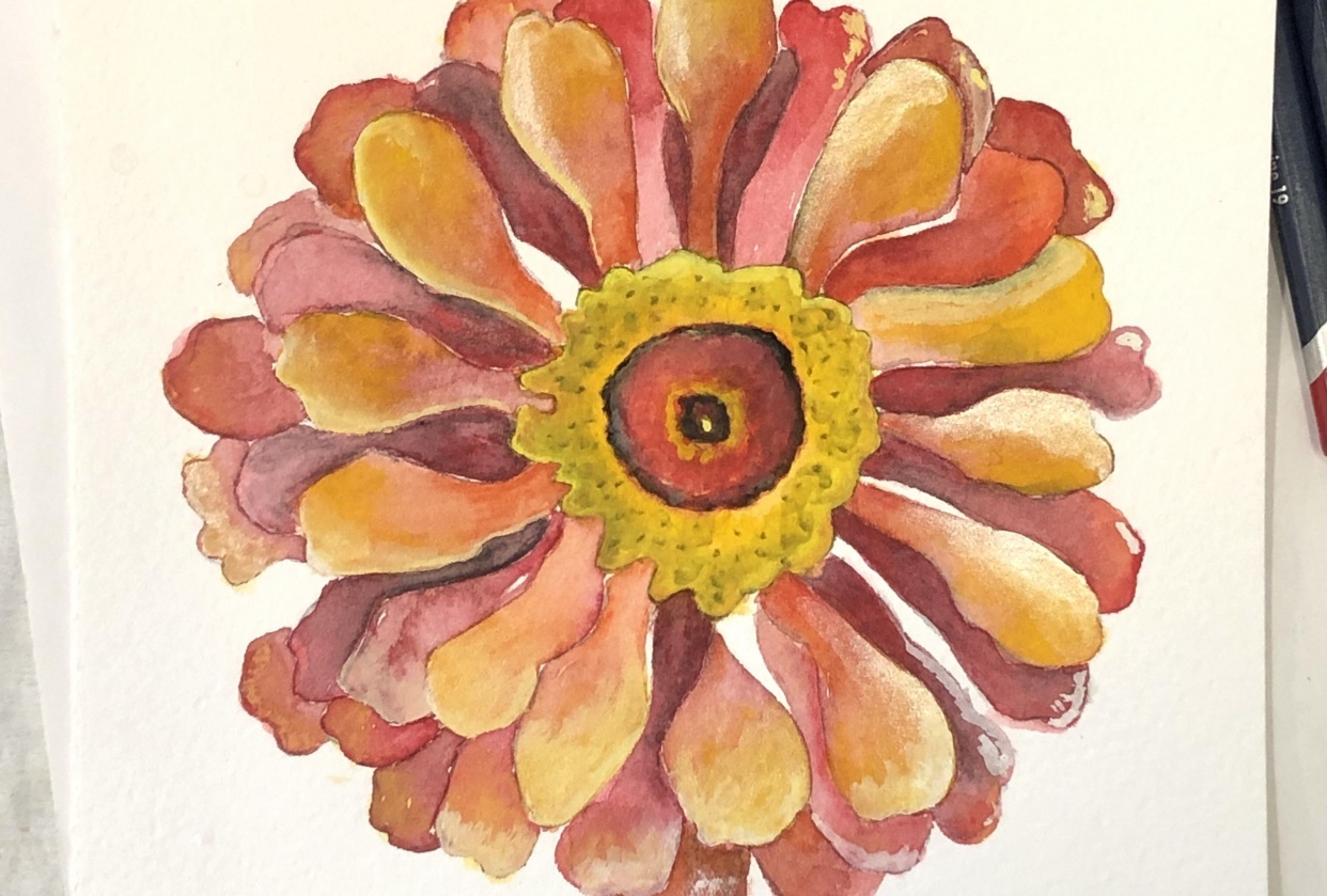 Zinnia - watercolor, watercolor pencil, and gouache - student project