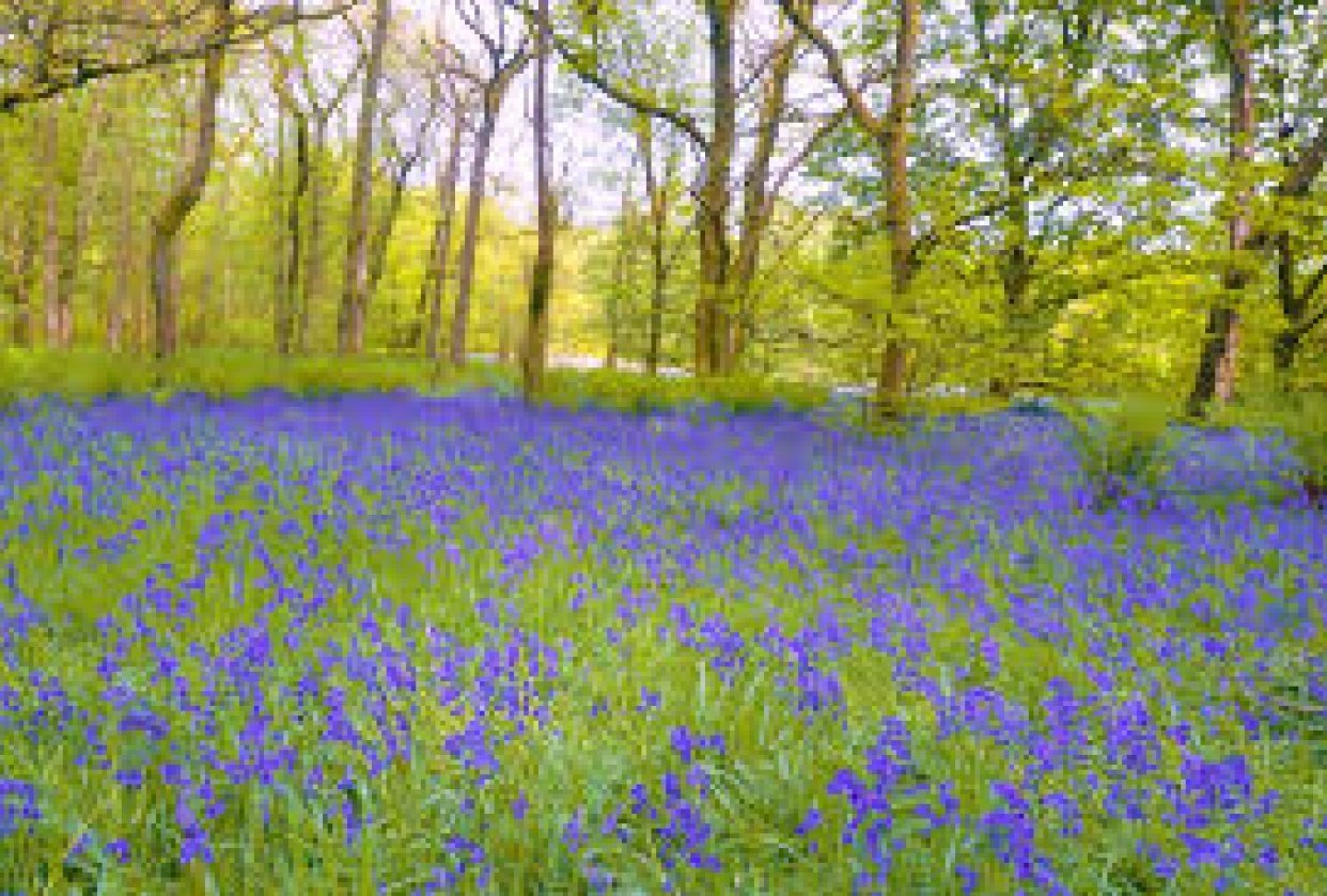 "Bluebells," "Skunking at Mosquito Creek," "You are Me" - student project