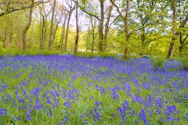 "Bluebells," "Skunking at Mosquito Creek," "You are Me" - student project