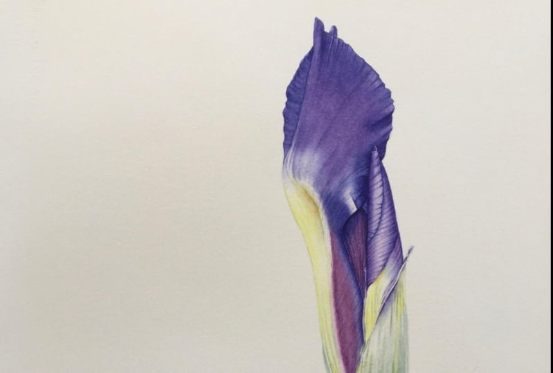 Iris