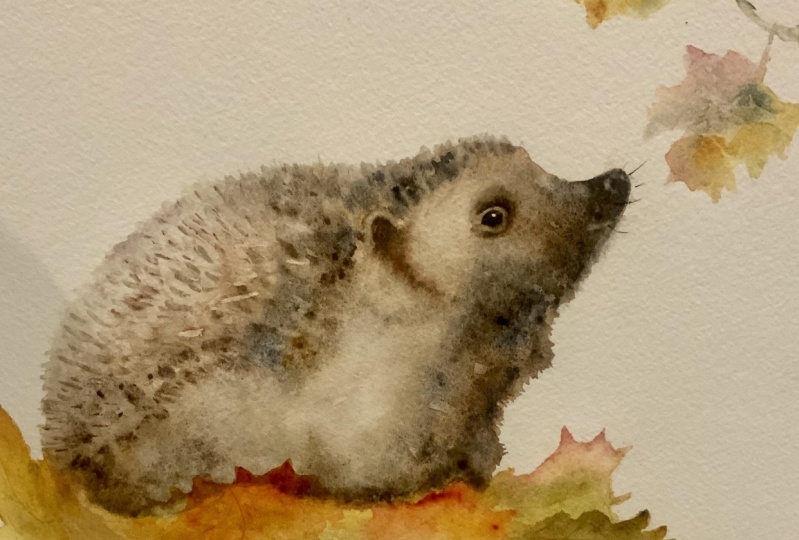 Mrs hedgehog