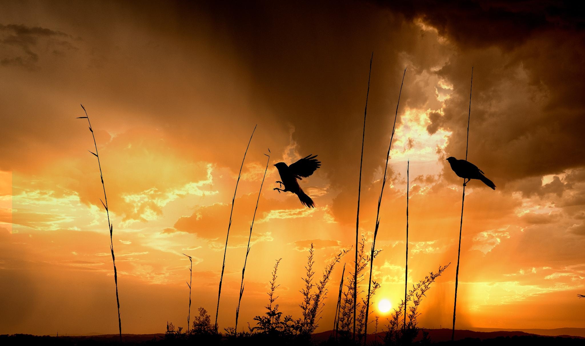 Sunset with birds - student project