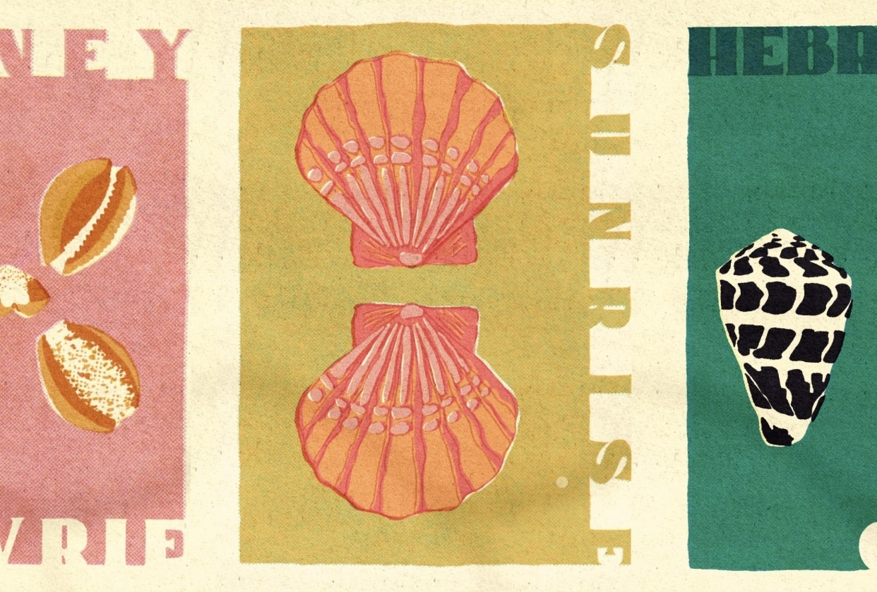 Seashells - student project