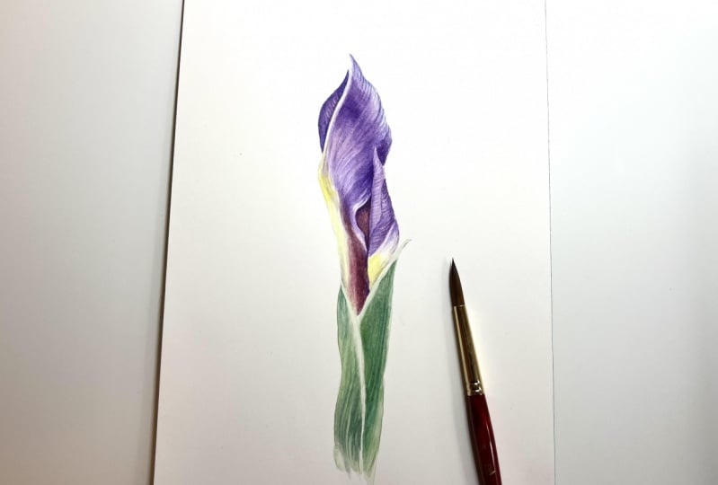 Iris