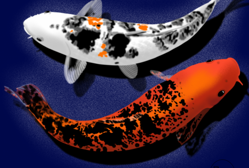 Two Koi