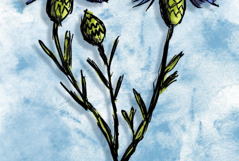 Corn flowers