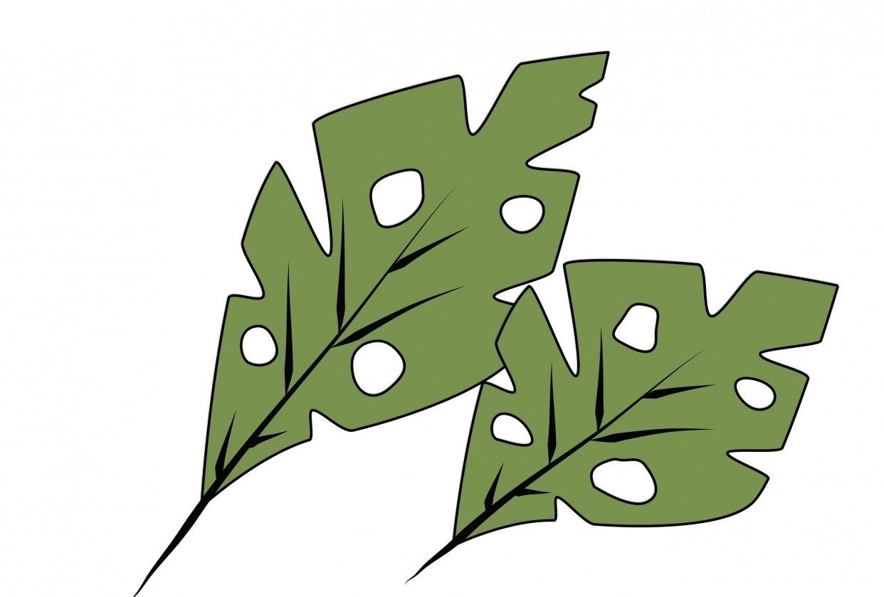 Vector Monstera Illustration - student project
