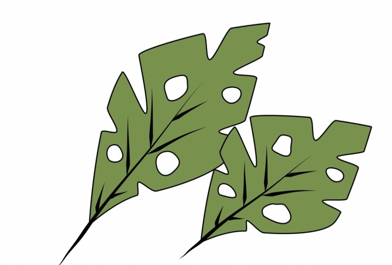 Vector Monstera Illustration