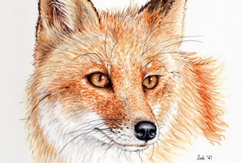 Alcohol Based Markers - The Fox