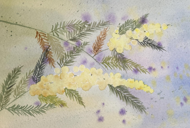 Mimosa Flowers