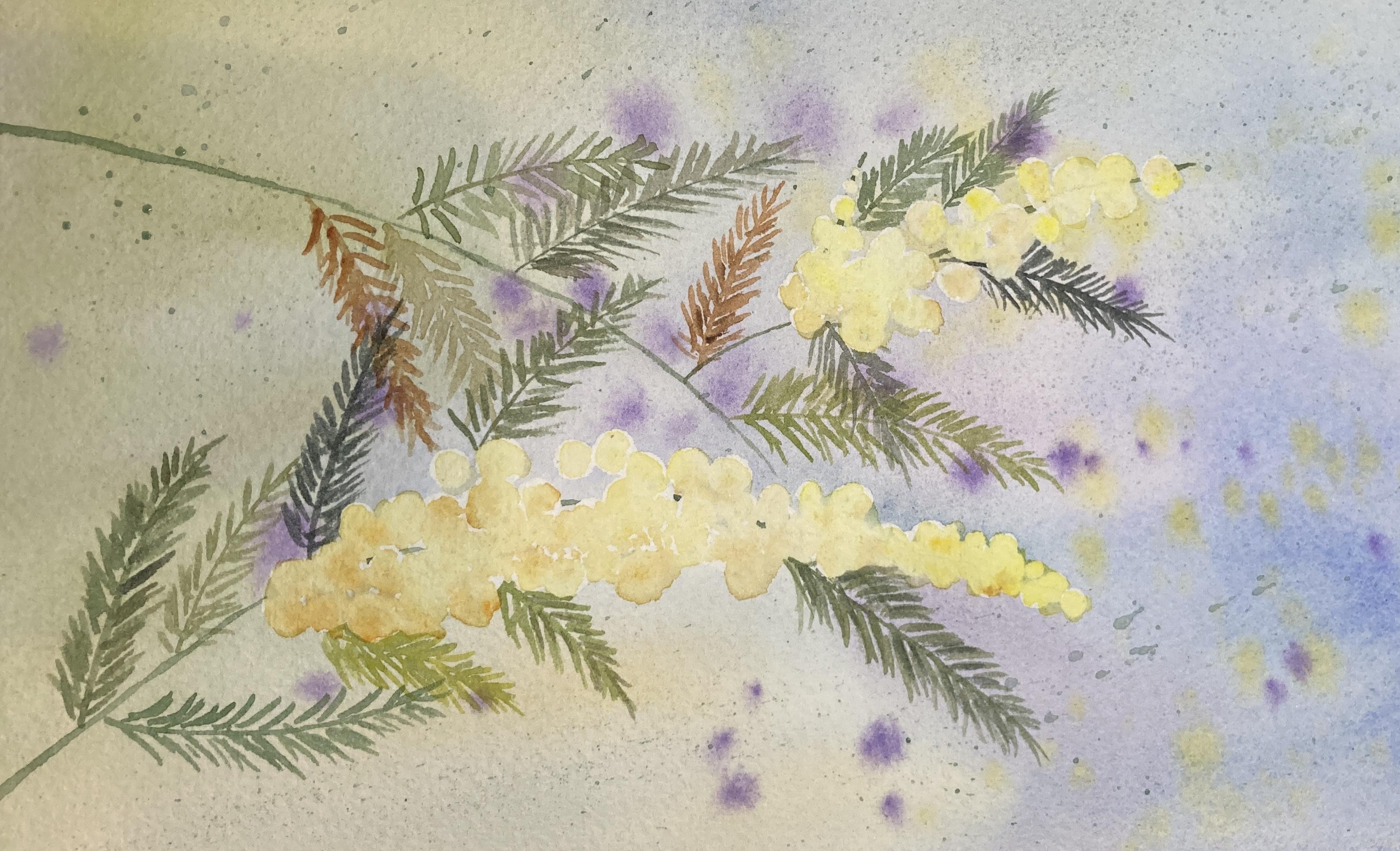 Mimosa Flowers - student project