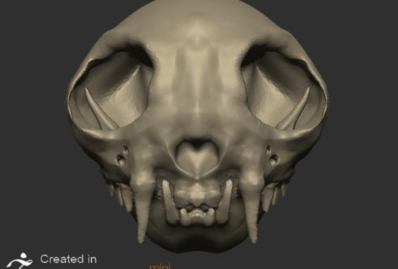 Domestic Cat Skull