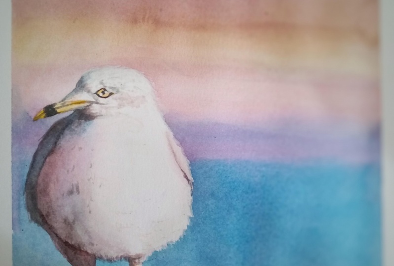 Gaviota