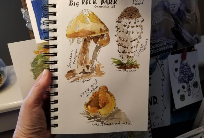 Winter Mushroom Finds!