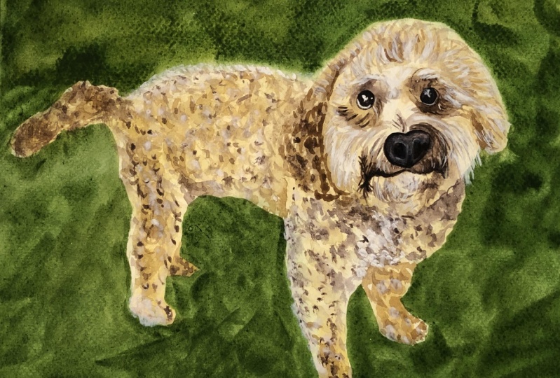 Romeo the Goldendoodle