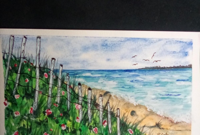 Beach roses