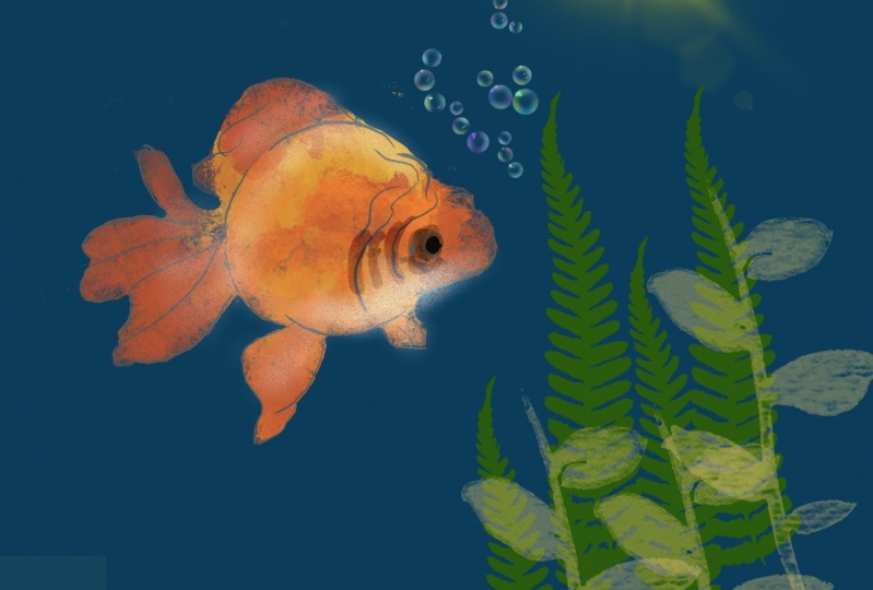 Gold fishes are cute!
