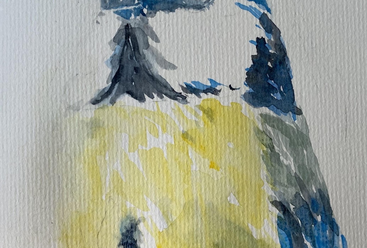 Blue titmouse - student project