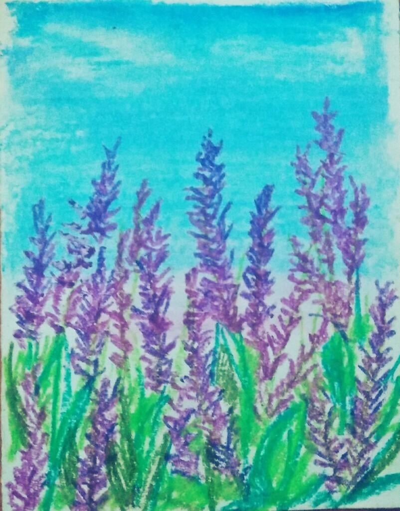 Lavenders - student project