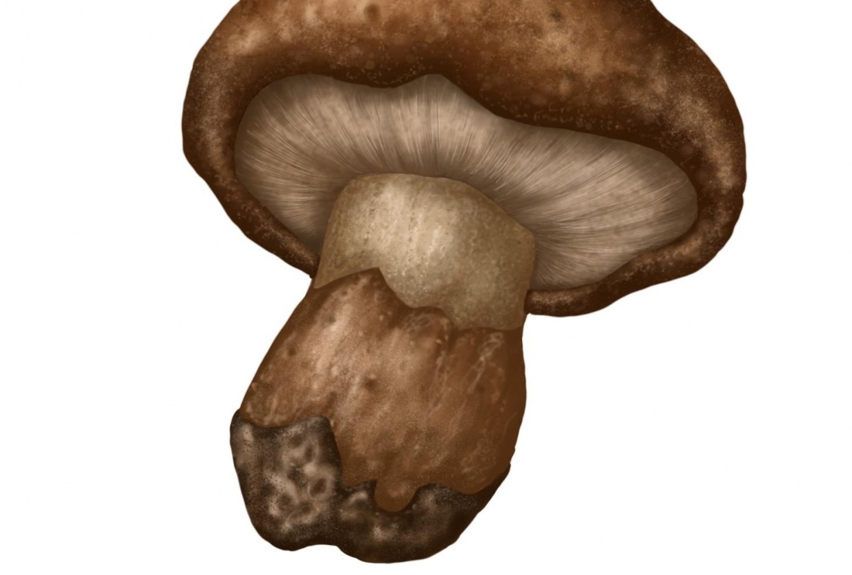 Realistic mushroom in Procreate - student project
