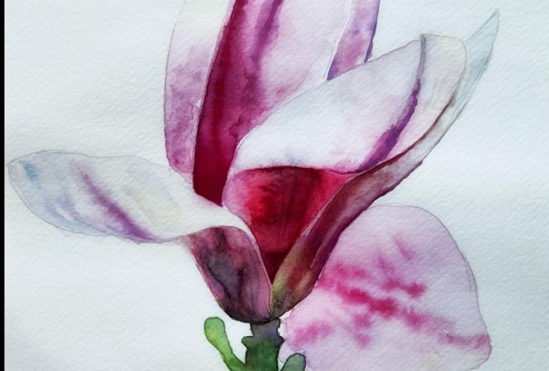 Magnolia challenge