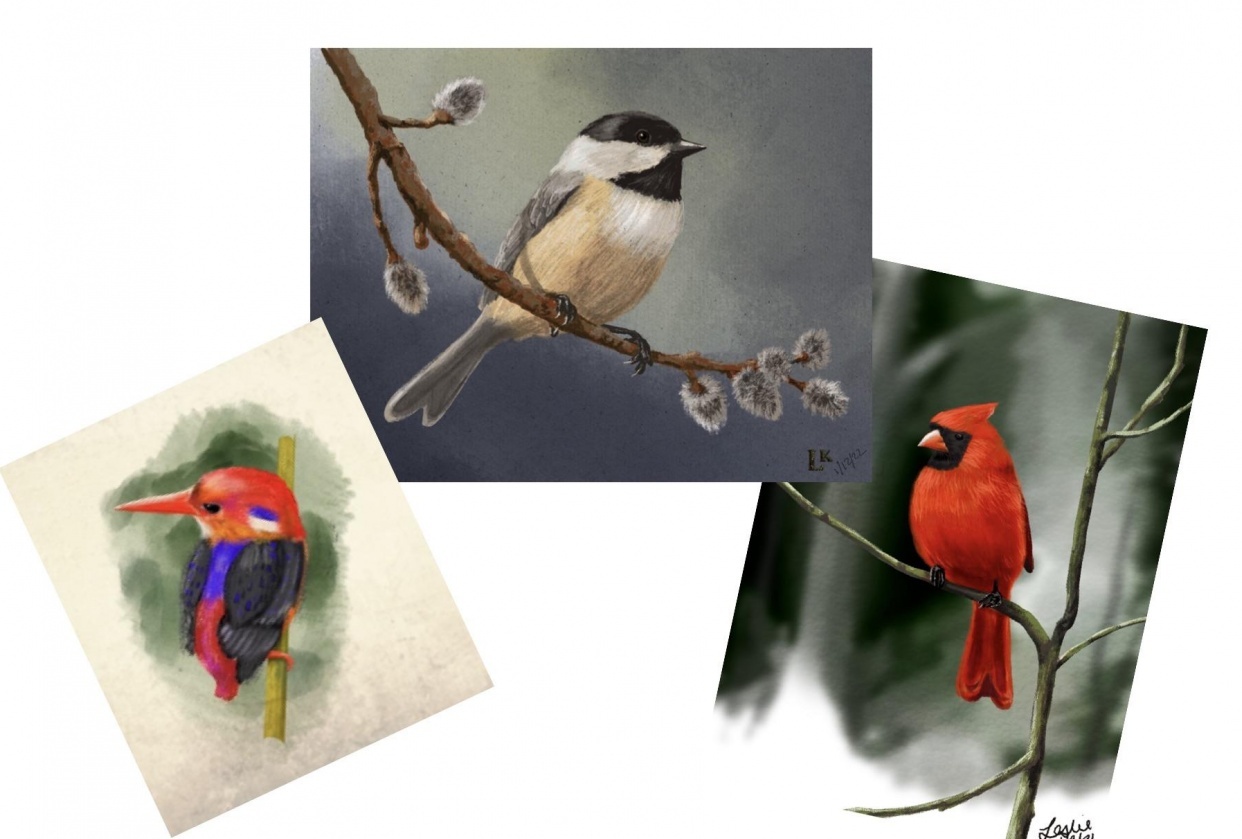 Soft Pastels: Draw Birds - student project