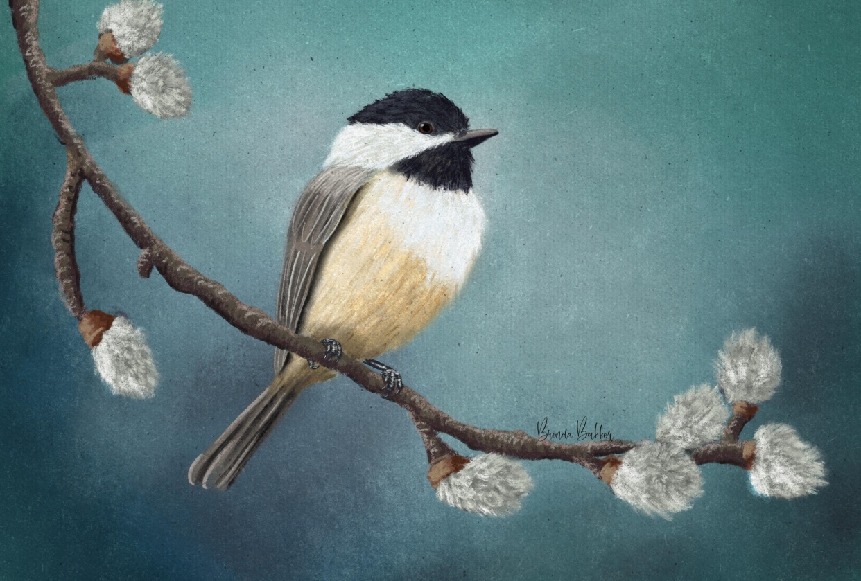 The chickadee Jenn made me do - student project