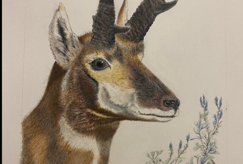 Pronghorn
