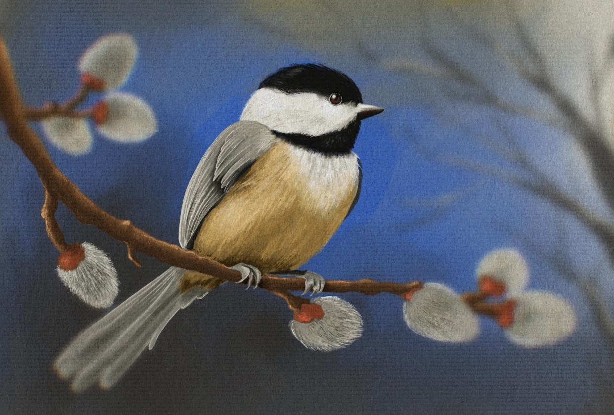 Pastel Texture Bird - student project