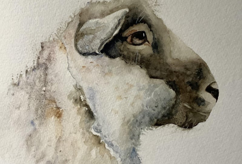 Lambo the sheep