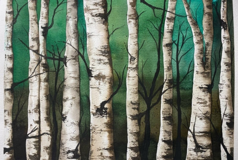 Birch trees