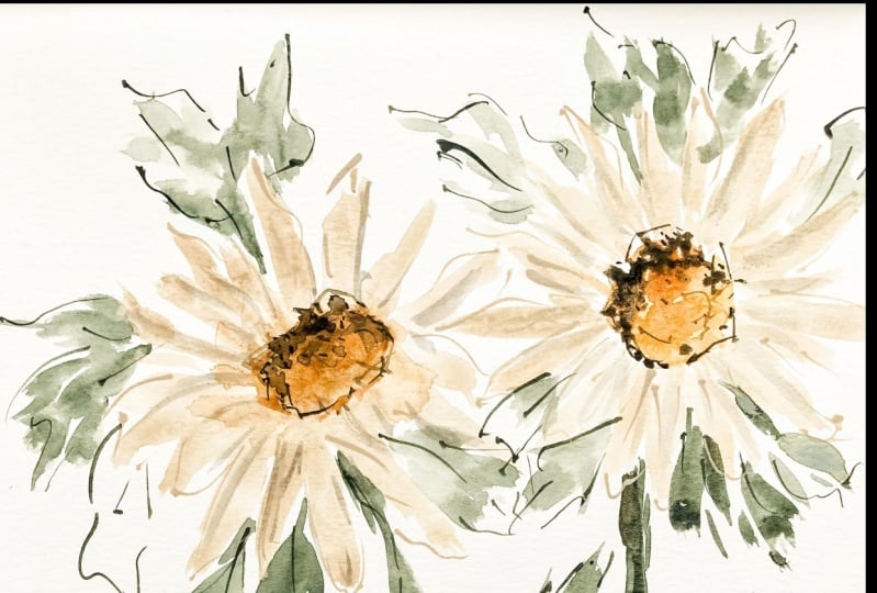 Daisies