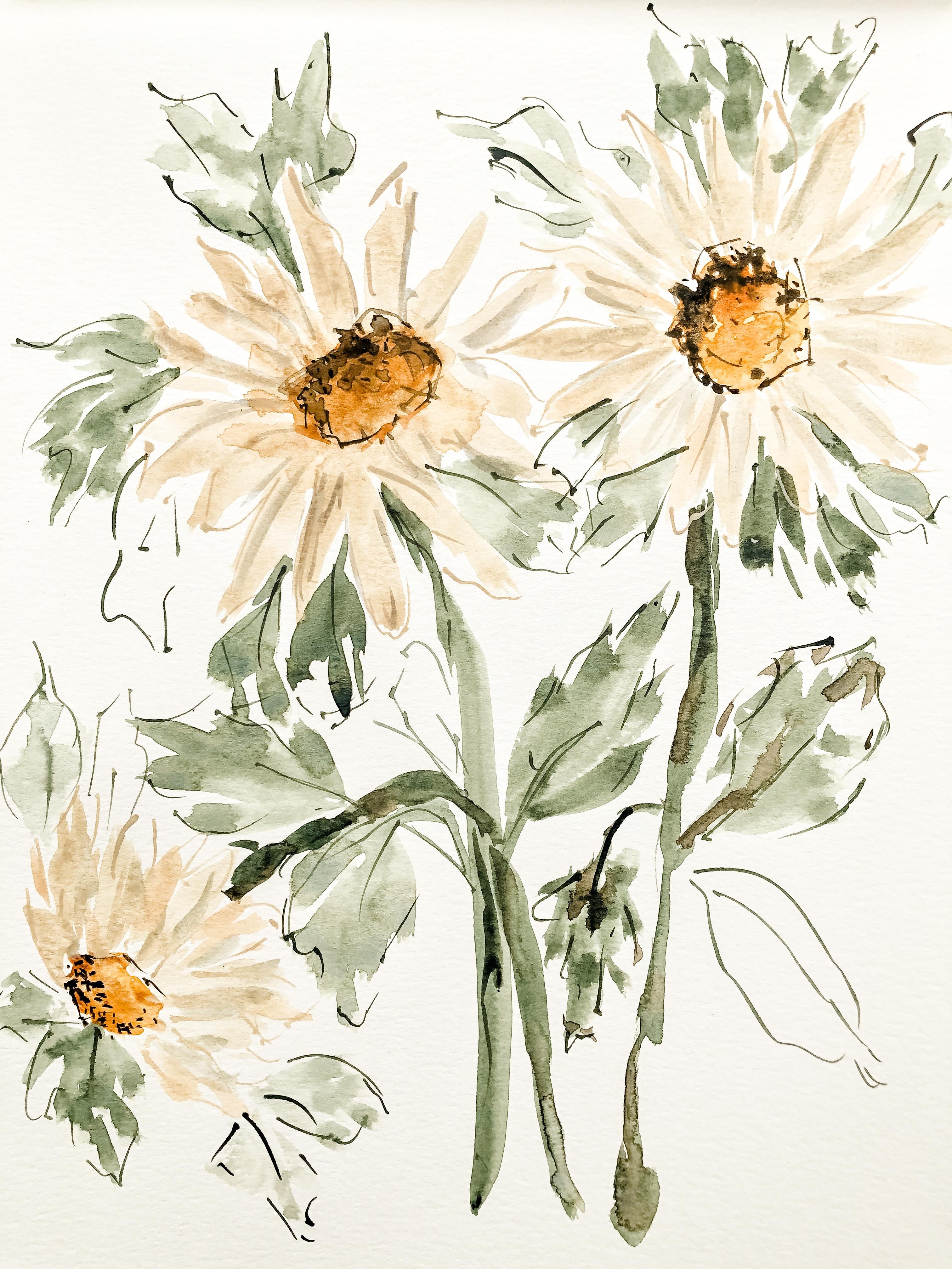 Daisies - student project