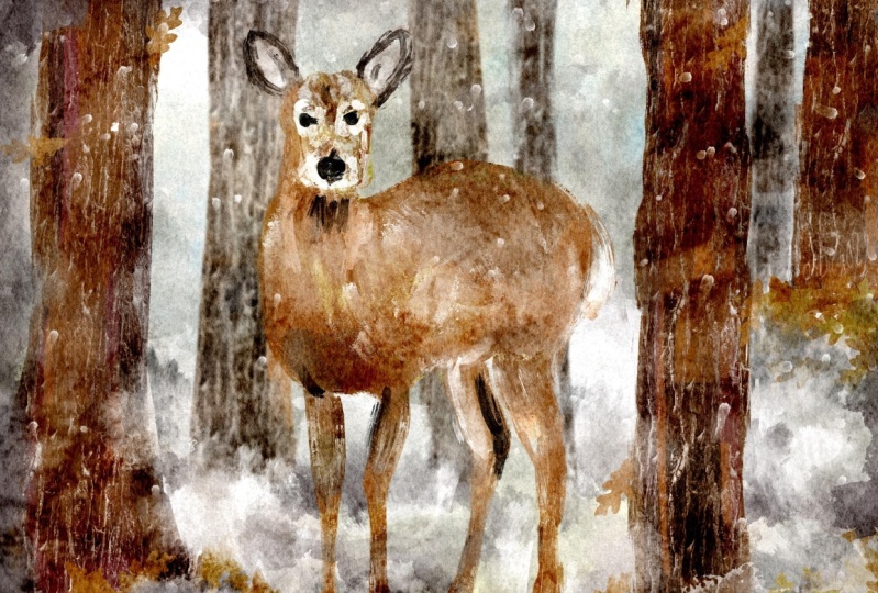 Deer in Winter woods