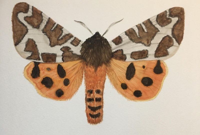 Moth