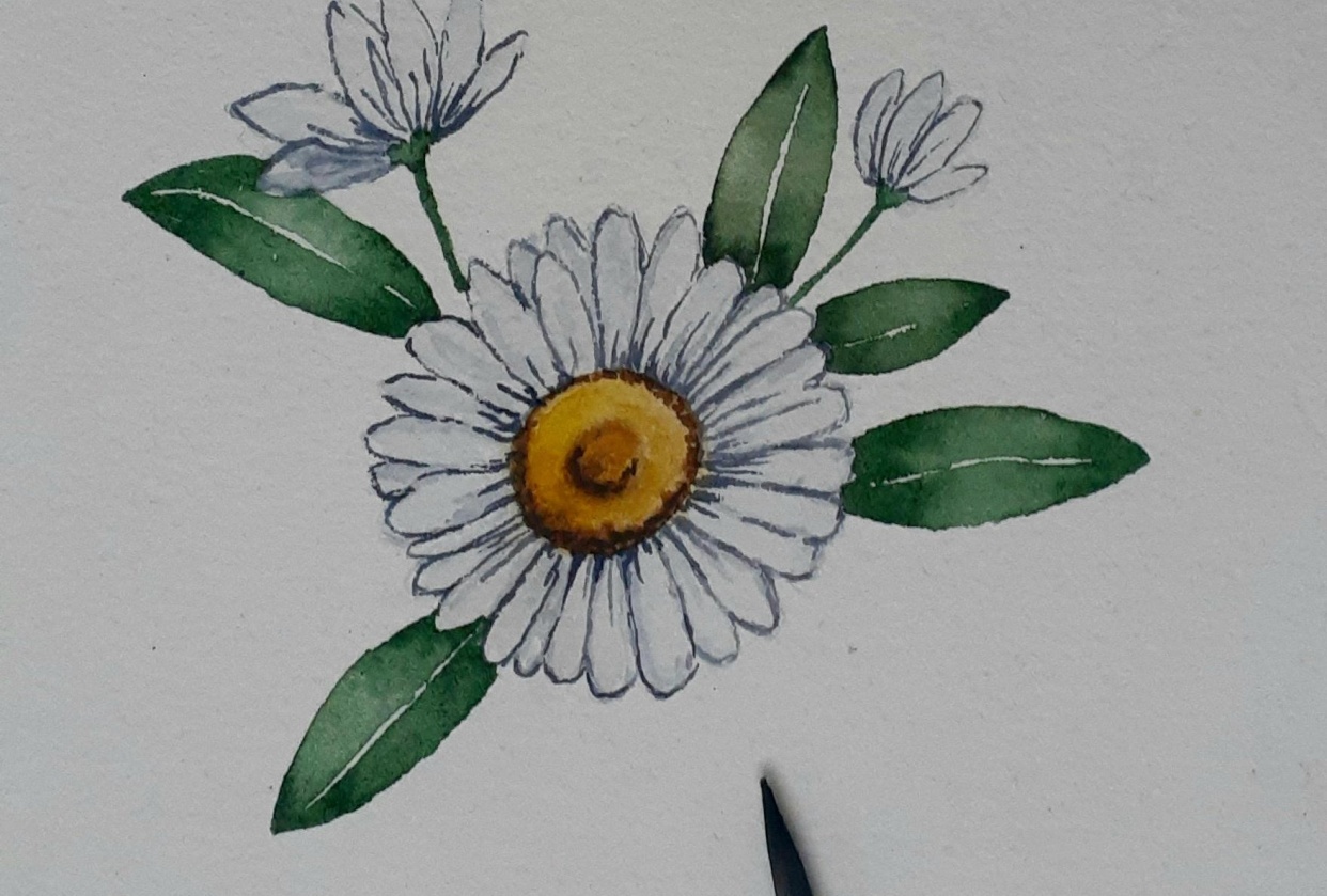 White Daisies - student project